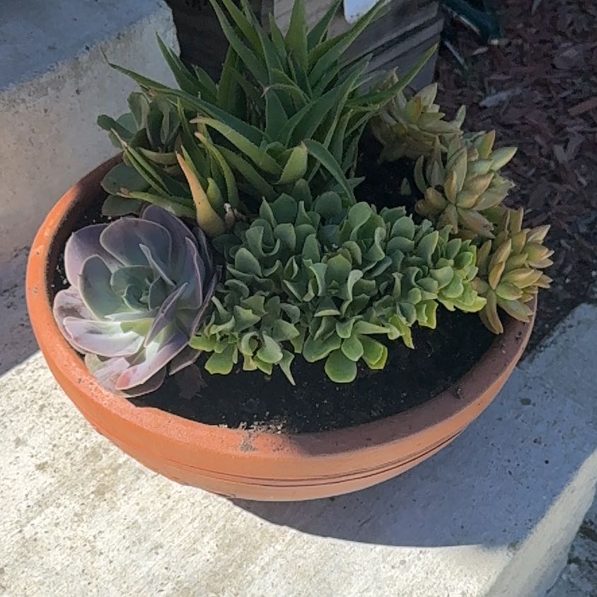 Photo of the plant species Coastal Agave by @StartingMyGreen named Achilles on Greg, the plant care app