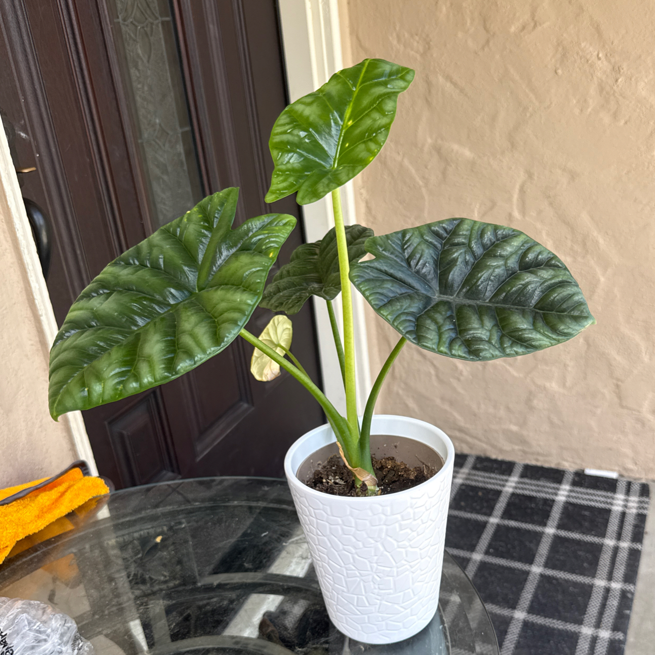 Photo of the plant species Alocasia Rumplestiltskin by @StartingMyGreen named Captain Plant-it on Greg, the plant care app