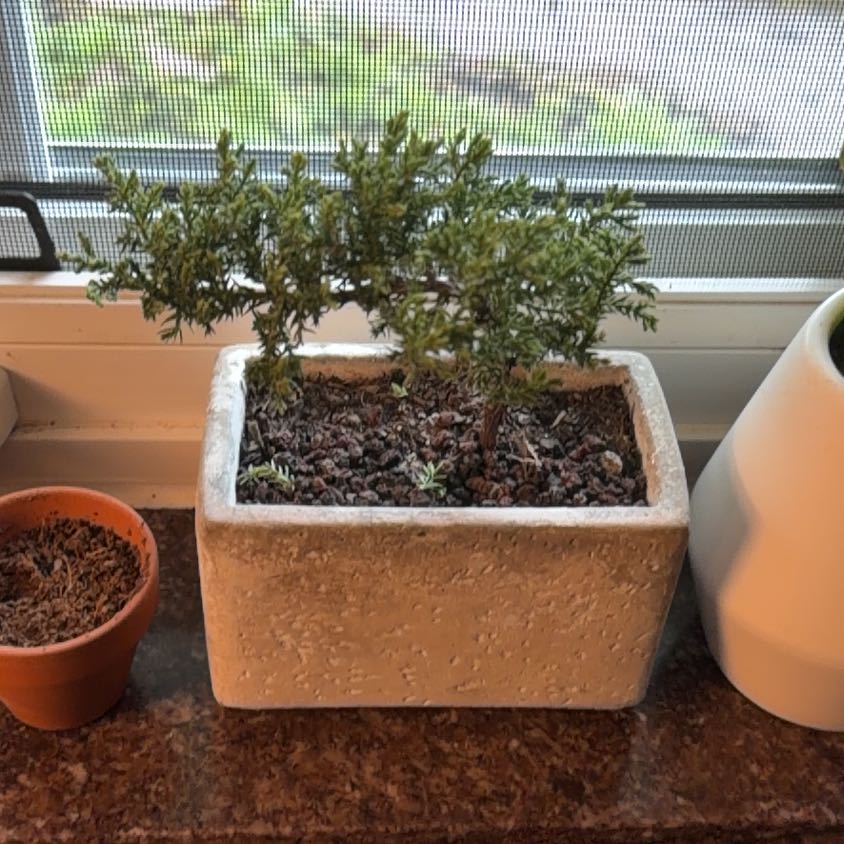 Photo of the plant species Blue Star Juniper by @YeahMira90 named da Vinci on Greg, the plant care app