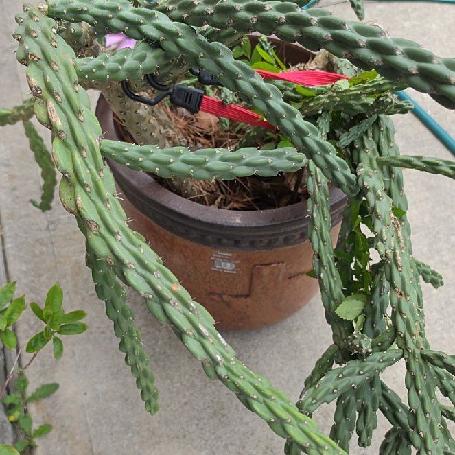 Photo of the plant species Chain-Link Cholla by @FullBlueash47 named Maya on Greg, the plant care app