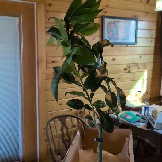 Photo of the plant species Sudachi Hybrid Yuzu by @HotSmellfox18 named Girlfrond on Greg, the plant care app