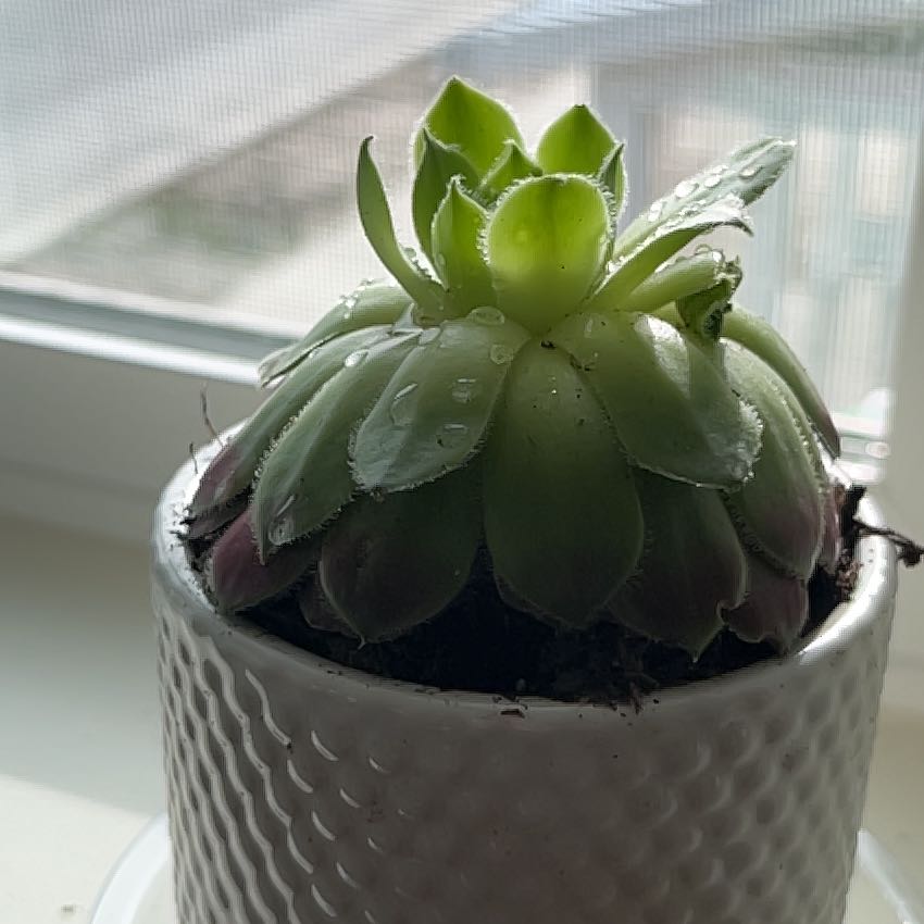 Photo of the plant species Aeonium 'Kiwi' by @AffluentDodder named Kesha on Greg, the plant care app