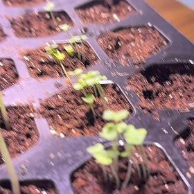 Photo of the plant species arugula by @NoblyIvy85 named Austen on Greg, the plant care app