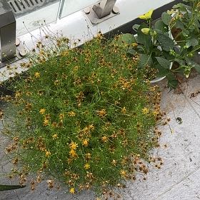 Photo of the plant species Bird's-Foot Trefoil by @TutorDeerfern73 named Bieber on Greg, the plant care app