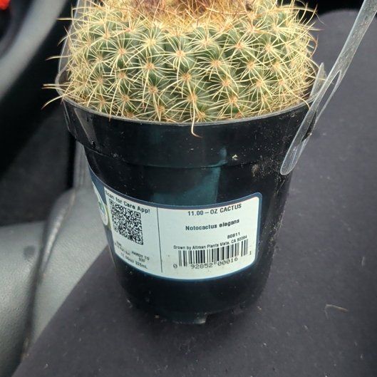 Photo of the plant species Notocactus elegans by @PetLippia34 named Greg on Greg, the plant care app