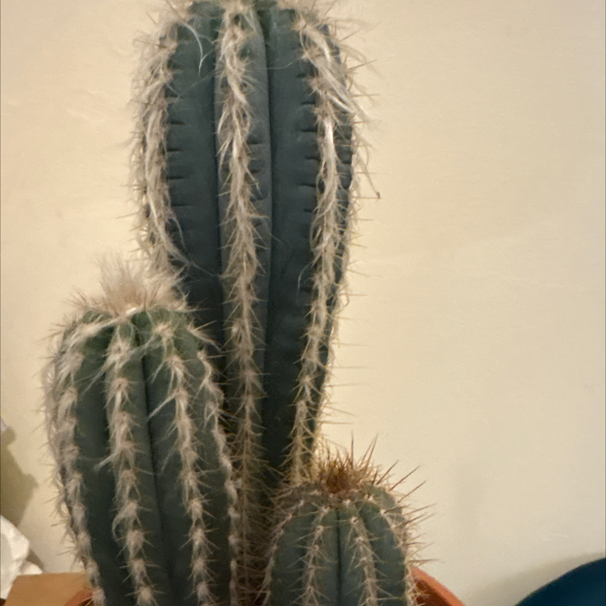 Photo of the plant species Pilosocereus Azureus by @Nubbynubnub named Juggernaut on Greg, the plant care app