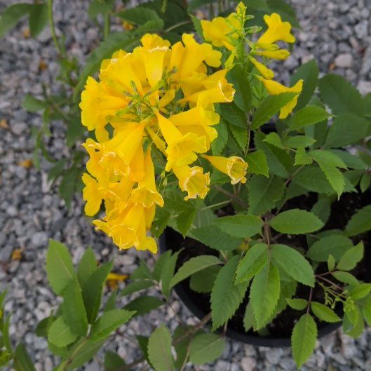 Photo of the plant species Yellow Bells by @JovialBlinks2 named Madonna on Greg, the plant care app