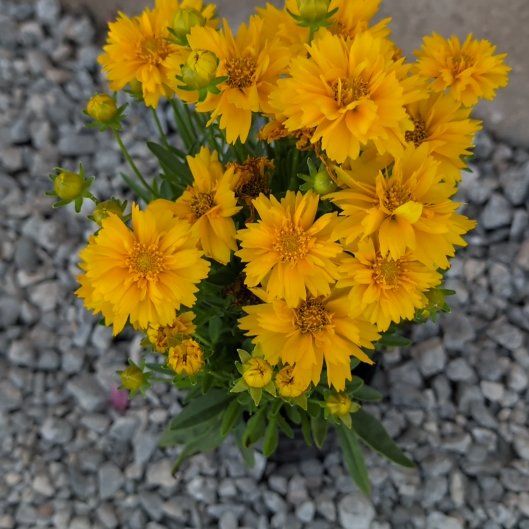 Photo of the plant species Large-Flowered Tickseed by @JovialBlinks2 named Gregarious on Greg, the plant care app