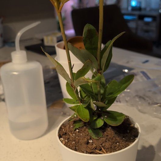 Photo of the plant species Catawba Rhododendron by @JovialBlinks2 named Coco* on Greg, the plant care app