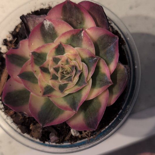 Photo of the plant species Aeonium 'Sunburst' by @JovialBlinks2 named Elina on Greg, the plant care app
