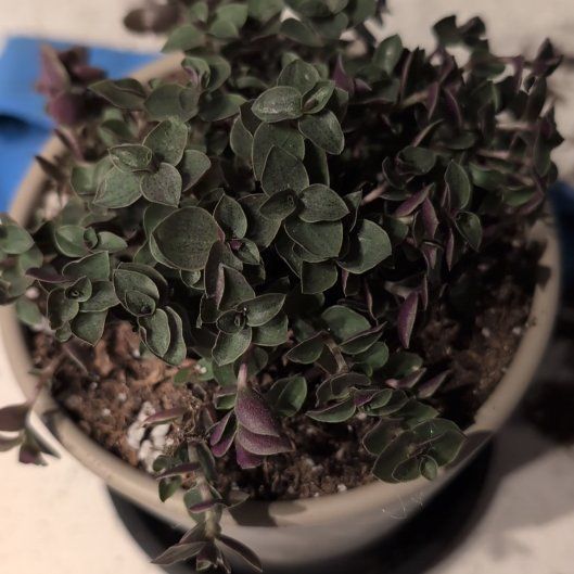 Photo of the plant species Turtle Vine by @JovialBlinks2 named Apollo on Greg, the plant care app
