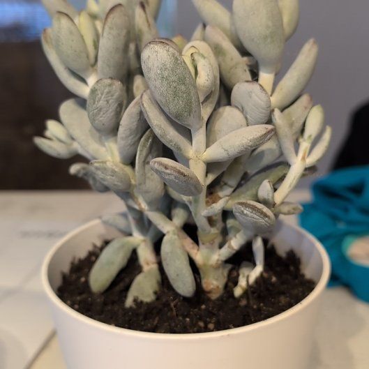 Photo of the plant species Pig's Ear by @JovialBlinks2 named Sol on Greg, the plant care app