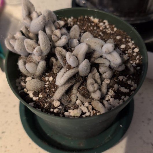Photo of the plant species Pachyphytum Baby Finger by @JovialBlinks2 named Pax on Greg, the plant care app