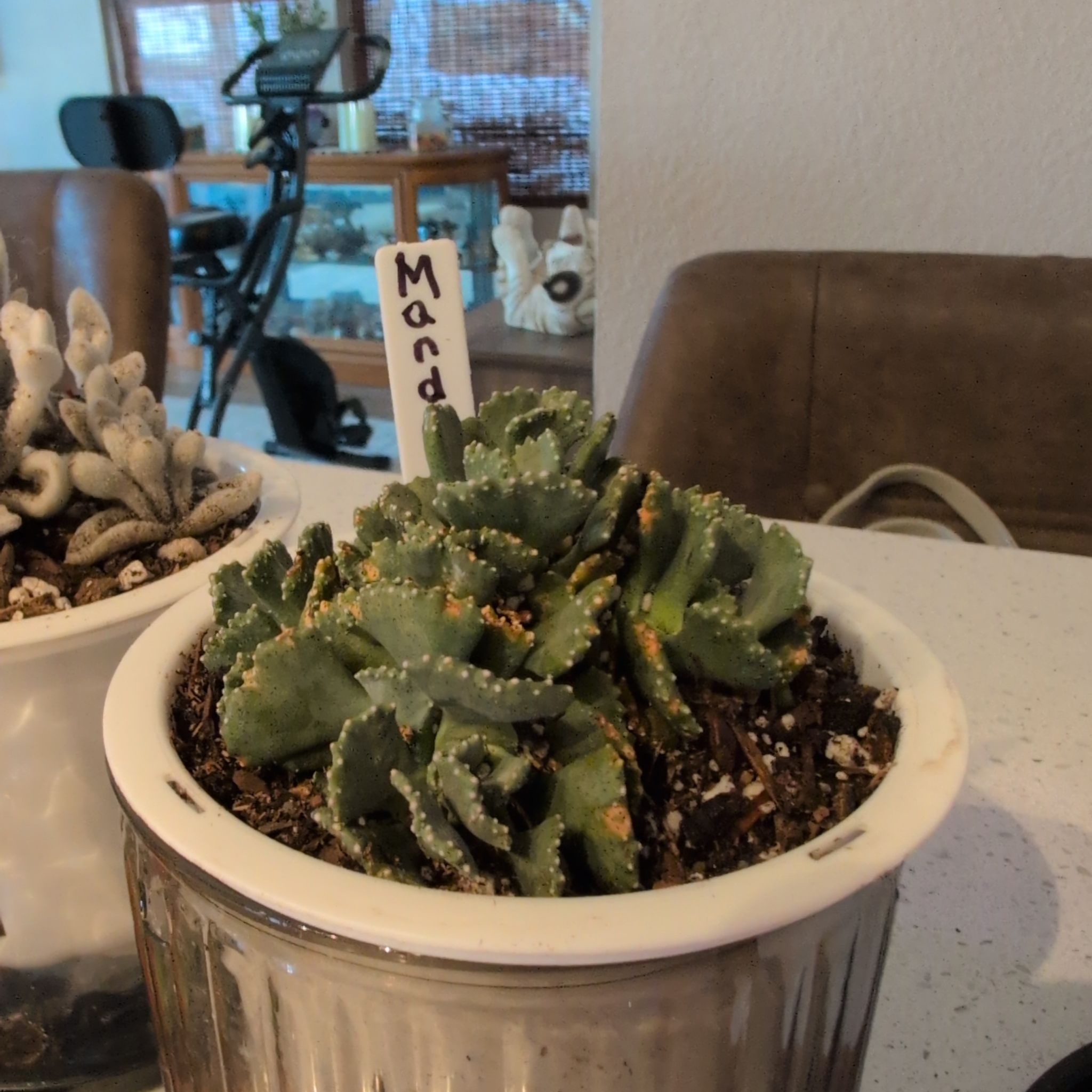 Photo of the plant species Giant Jewel Plant by @JovialBlinks2 named Mando on Greg, the plant care app