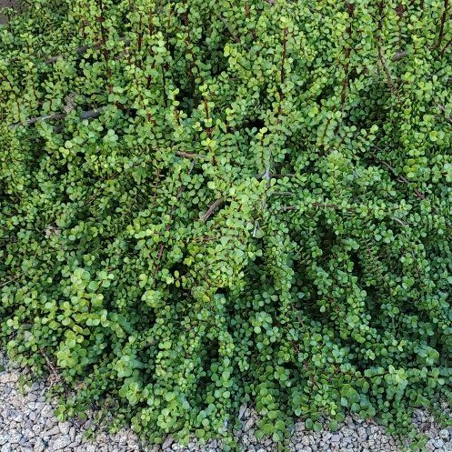 Photo of the plant species Creeping Snowberry by @ChosenWildtea58 named Rosa on Greg, the plant care app