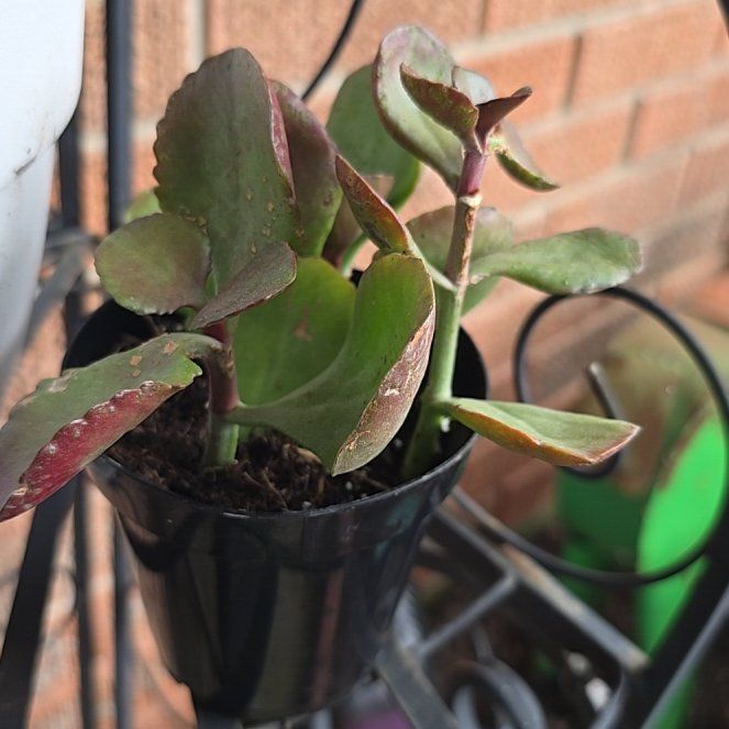 Photo of the plant species Assorted Kalanchoe by @ImpishRose15 named Wall-E on Greg, the plant care app
