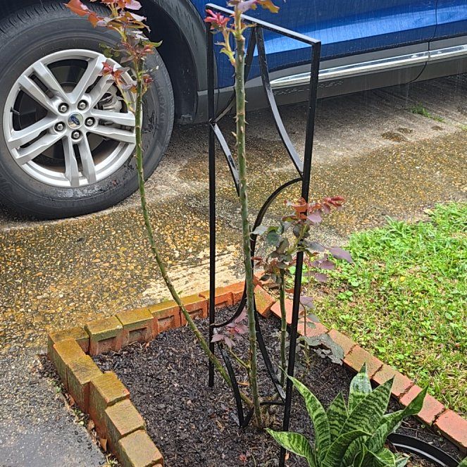 Photo of the plant species Red Climbing Rose by @ImpishRose15 named Elle on Greg, the plant care app