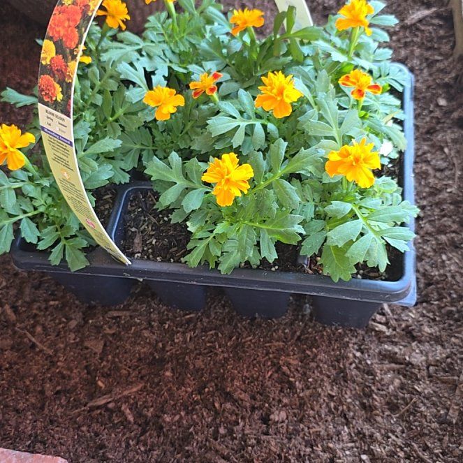 Photo of the plant species French Marigold by @ImpishRose15 named Khaleesi on Greg, the plant care app