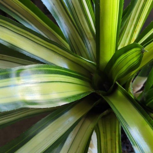 Photo of the plant species Screw Pine by @VigilantMoss11 named Bieber on Greg, the plant care app