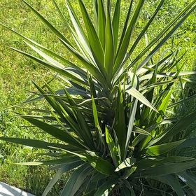 Photo of the plant species Aloe Yucca by @GoodSuriana47 named Homer on Greg, the plant care app
