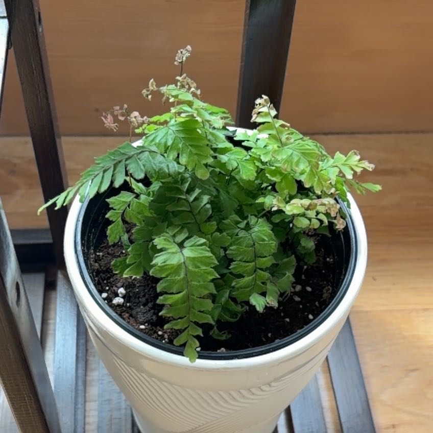 Photo of the plant species Adiantum 'Bronze Venus' by @BossRosarypea41 named Nithin on Greg, the plant care app