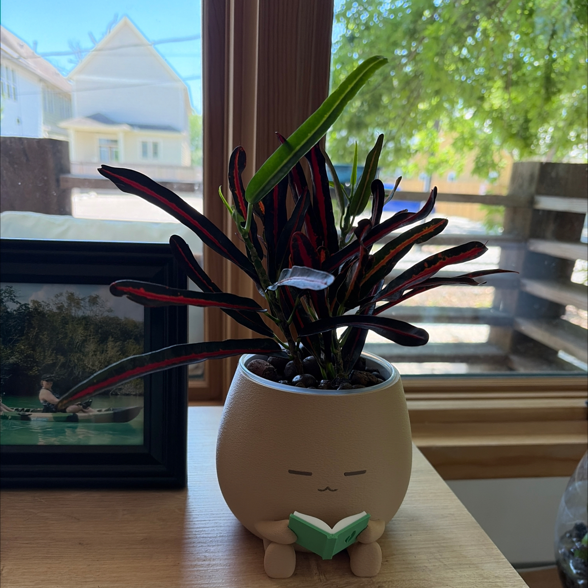 Photo of the plant species Red Banana Croton by @BossRosarypea41 named Sonora on Greg, the plant care app