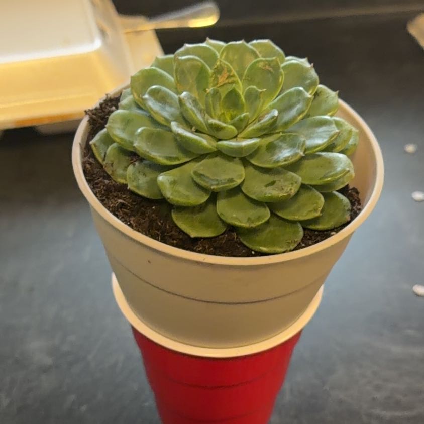Photo of the plant species Echeveria by @DandyChards92 named Athena on Greg, the plant care app