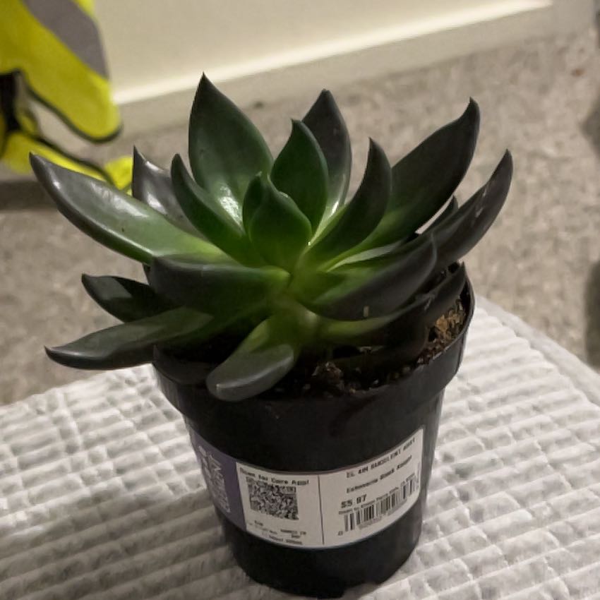 Photo of the plant species Echeveria 'Black Knight' by @BigMum82 named Elina on Greg, the plant care app