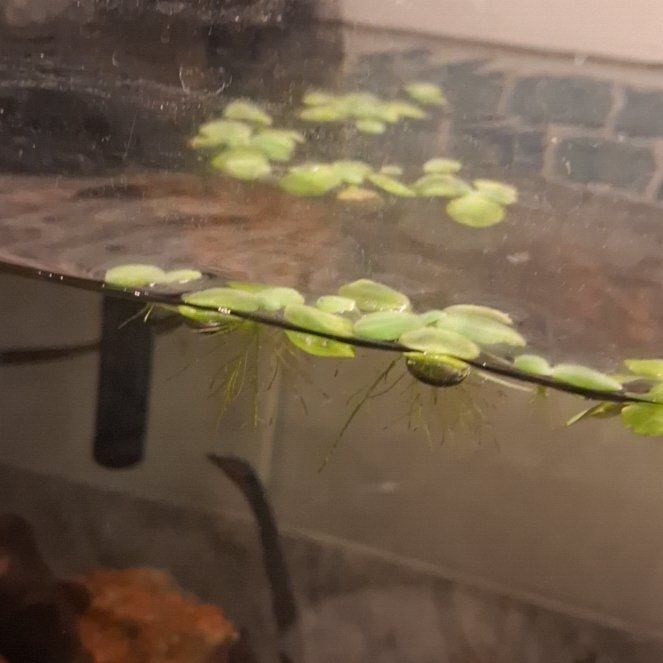 Photo of the plant species Common Duckweed by @VividCornbind94 named Fernie Mercury on Greg, the plant care app