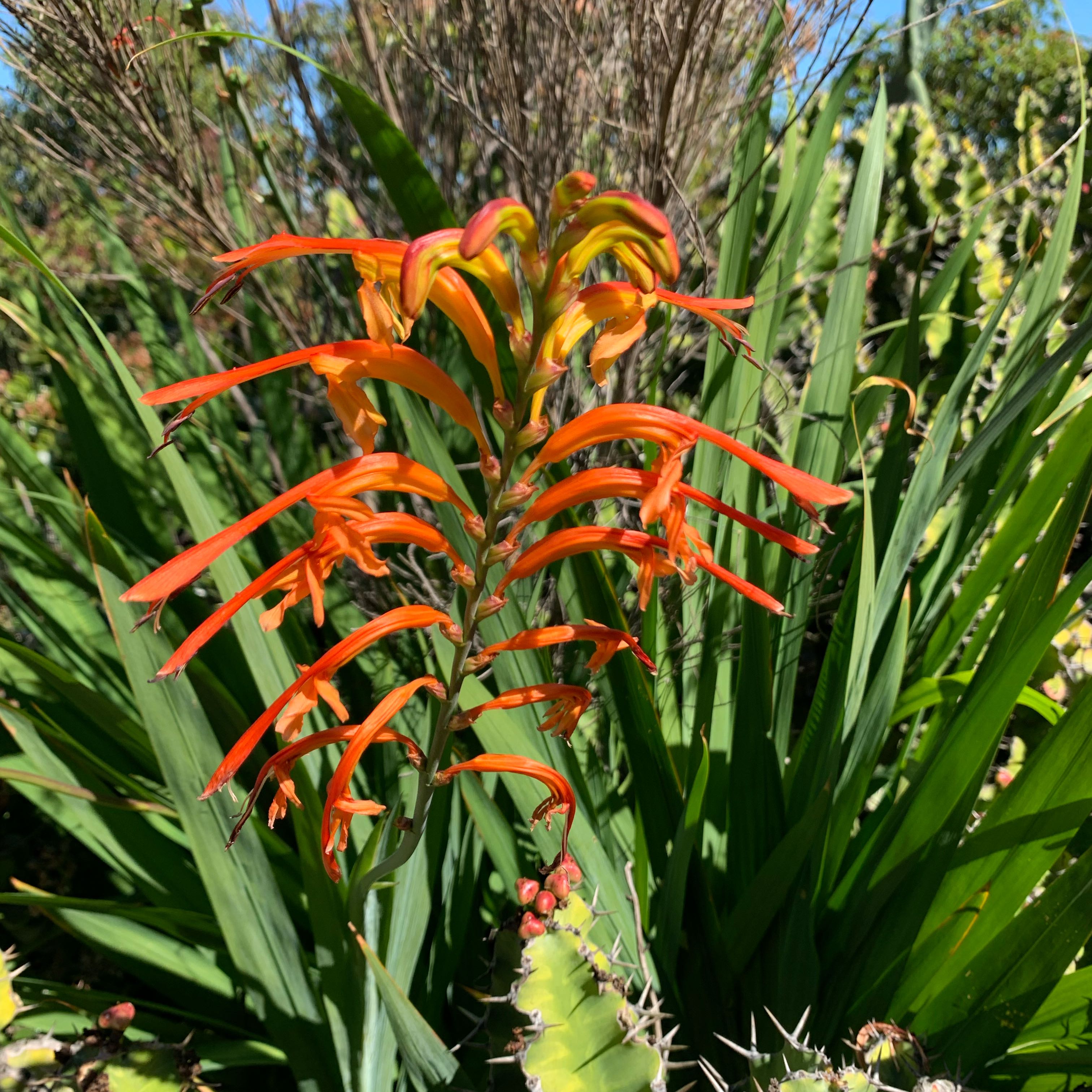 Photo of the plant species Greater Cobra Lily by @GenteelWinika12 named Walt on Greg, the plant care app