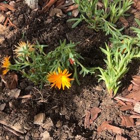 Photo of the plant species Orange Ice Plant by @SilkenAlfalfa named Sage on Greg, the plant care app