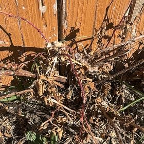 Photo of the plant species Armenian Blackberry by @AlluringPlain58 named Kesha on Greg, the plant care app