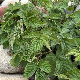 Photo of the plant species European Red Raspberry by @AlluringPlain58 named Prince on Greg, the plant care app