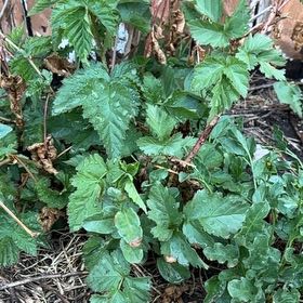 Photo of the plant species California Blackberry by @AlluringPlain58 named Zeus on Greg, the plant care app