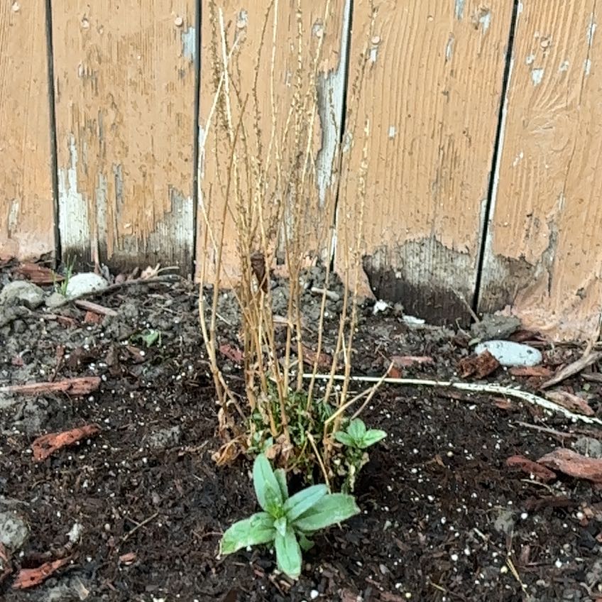 Photo of the plant species Neckweed by @AlluringPlain58 named Leaf Erickson on Greg, the plant care app