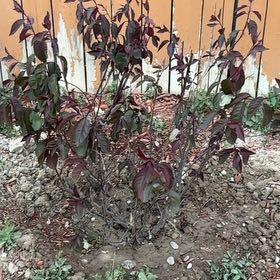 Photo of the plant species Sand Cherry by @AlluringPlain58 named LiloStitch on Greg, the plant care app