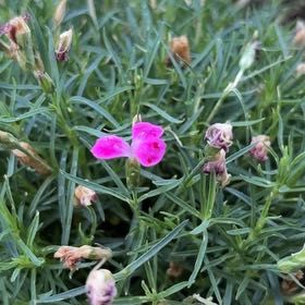 Photo of the plant species Dianthus 'PashminaTM' by @AlluringPlain58 named Hamilton on Greg, the plant care app