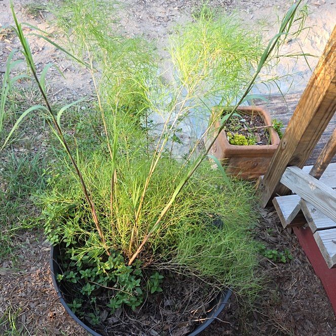 Photo of the plant species Bamboo Muhly by @DiverseTitoki19 named Walt on Greg, the plant care app