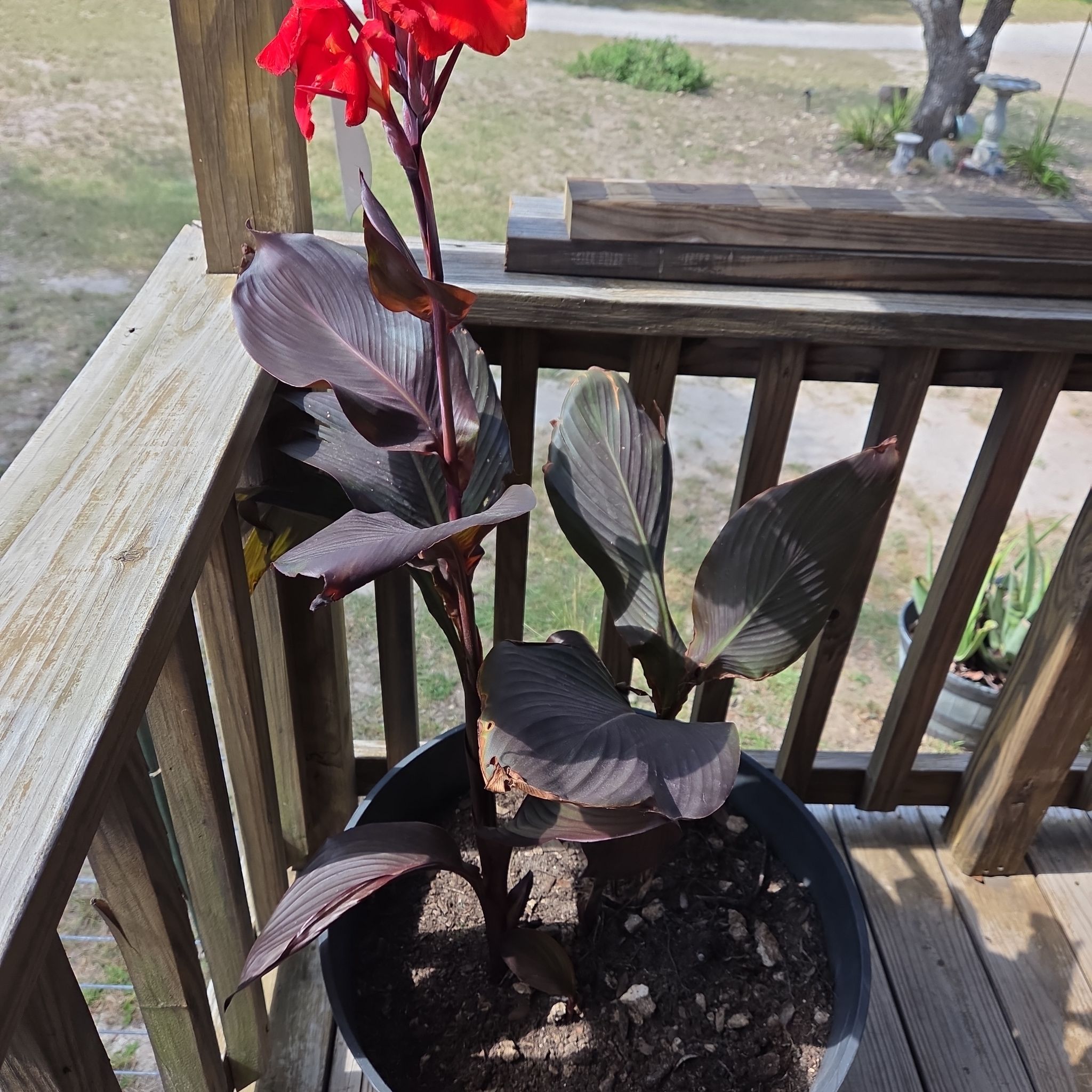 Photo of the plant species Canna Cleopatra by @DiverseTitoki19 named Cleopatra on Greg, the plant care app
