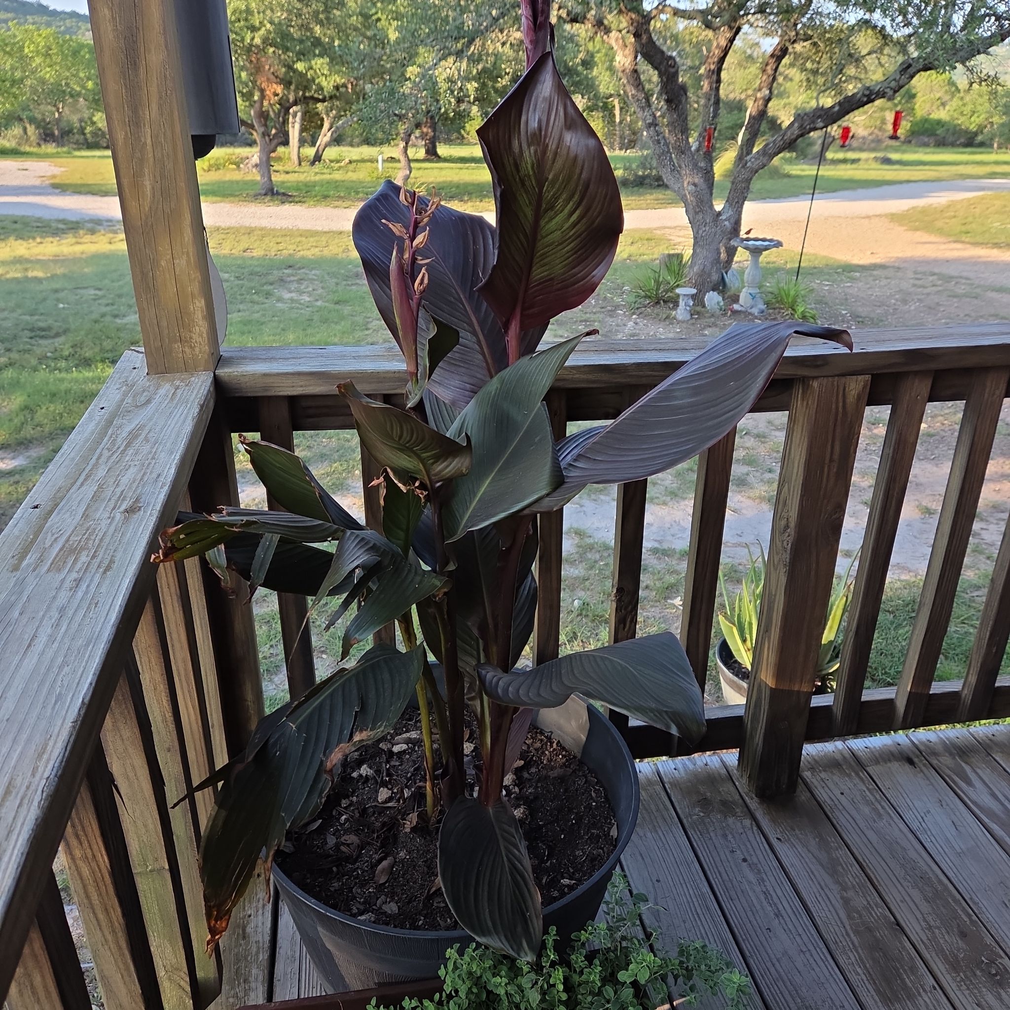 Photo of the plant species Canna Cleopatra by @DiverseTitoki19 named Cleopatra on Greg, the plant care app
