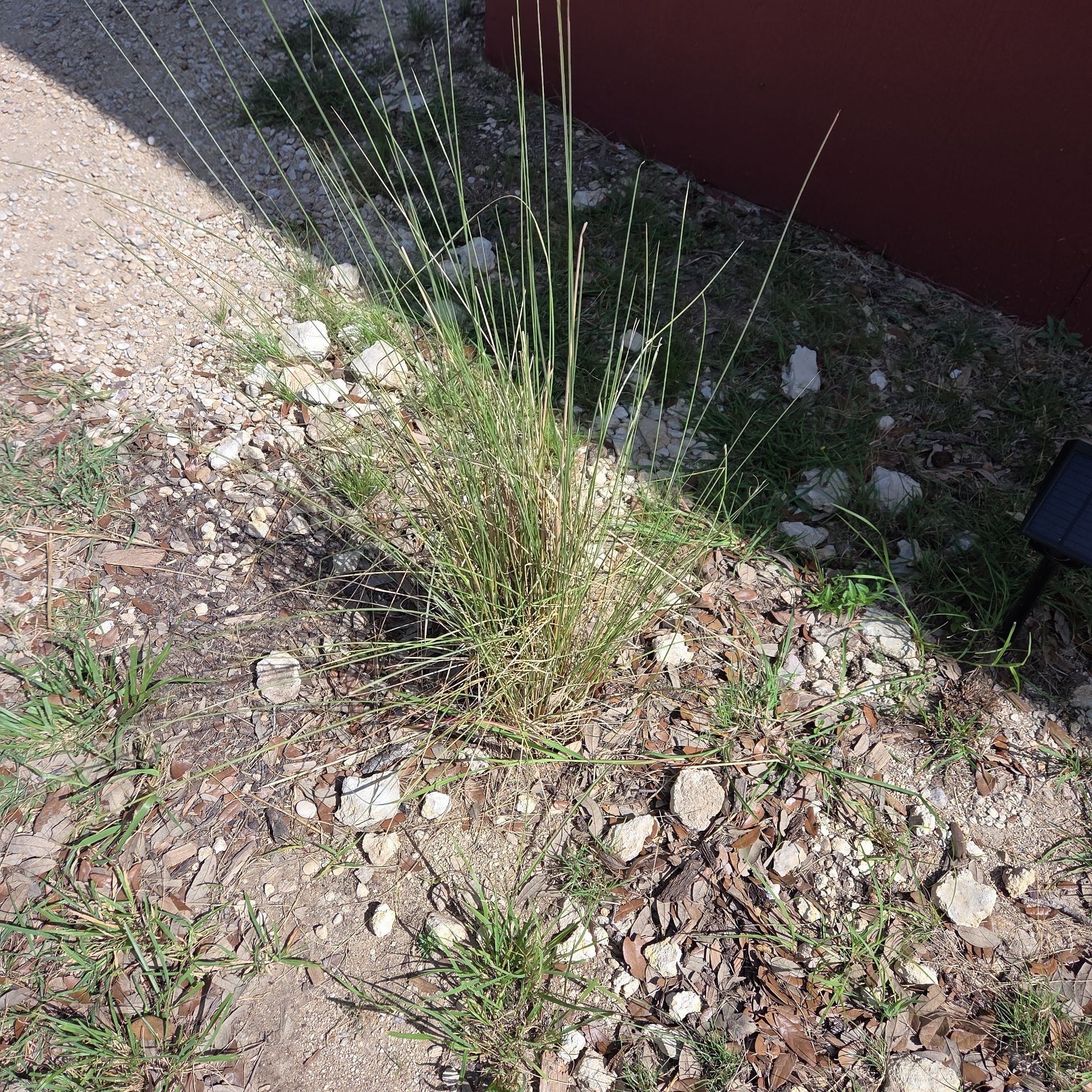 Photo of the plant species Muhly Grass by @DiverseTitoki19 named Sol on Greg, the plant care app