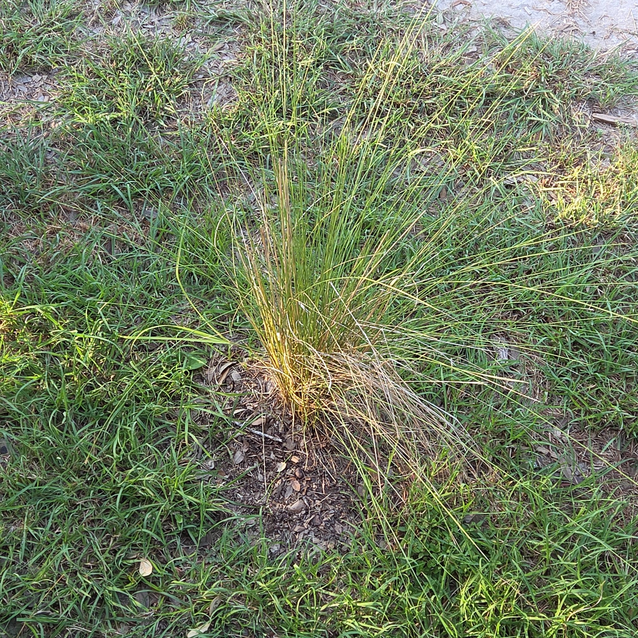 Photo of the plant species Muhly Grass by @DiverseTitoki19 named Sol on Greg, the plant care app