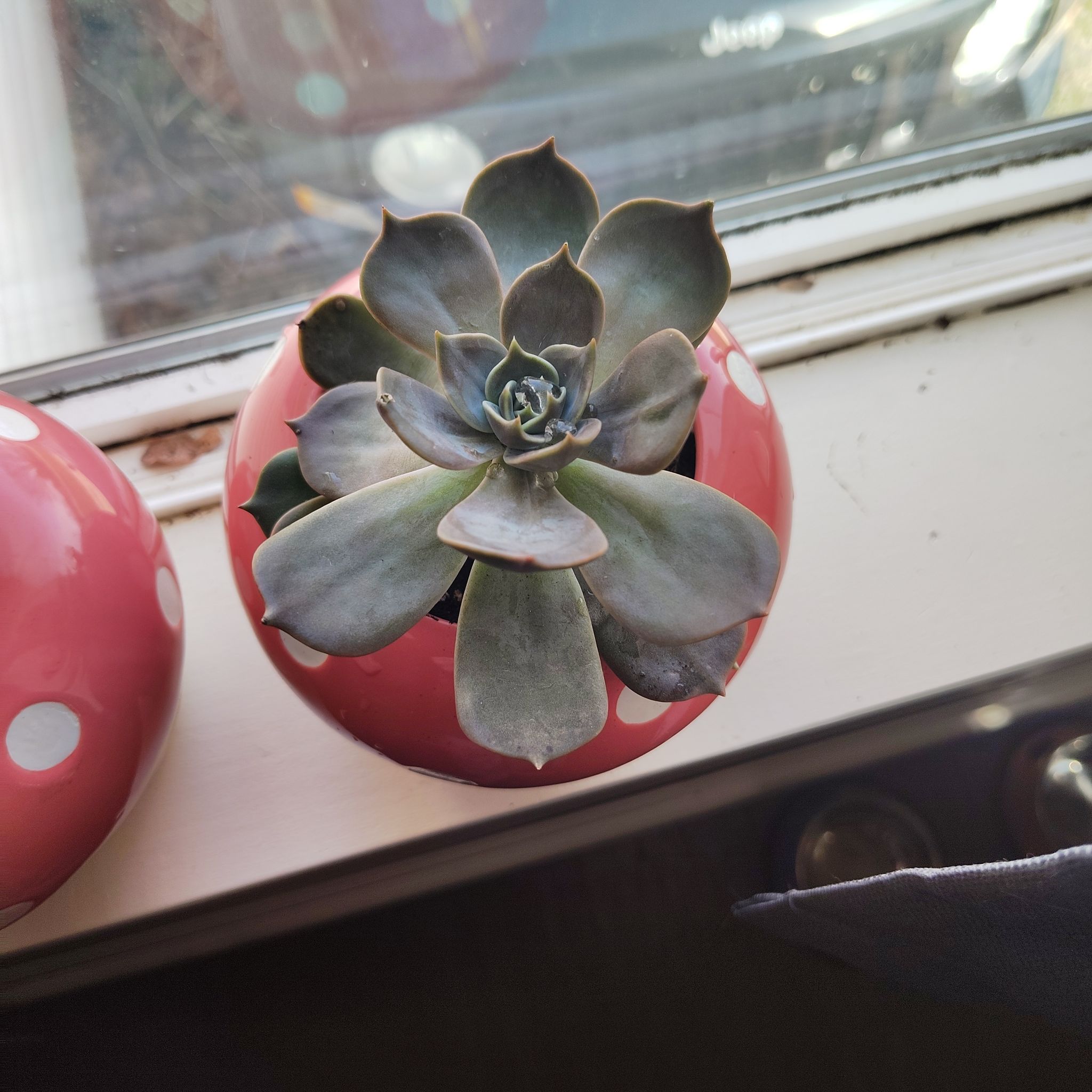 Photo of the plant species Echeveria 'Marrom' by @Emmy1423 named Forrest on Greg, the plant care app