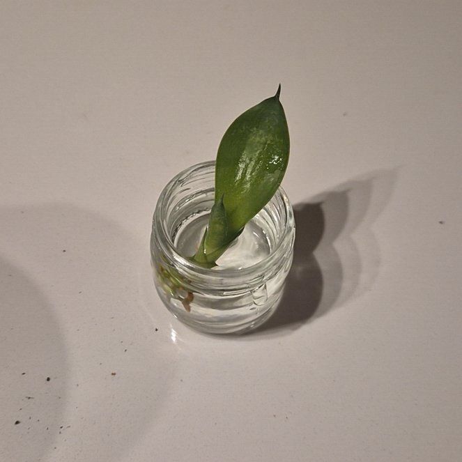 Photo of the plant species Jaboa Sansevieria by @d3vilishangelx named Apollo on Greg, the plant care app