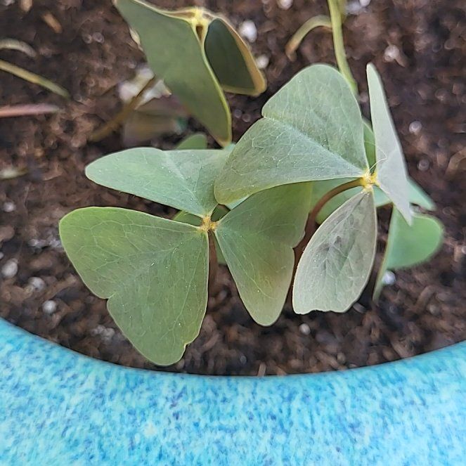 Photo of the plant species Broadleaf Woodsorrel by @YeahAgave84 named MK on Greg, the plant care app