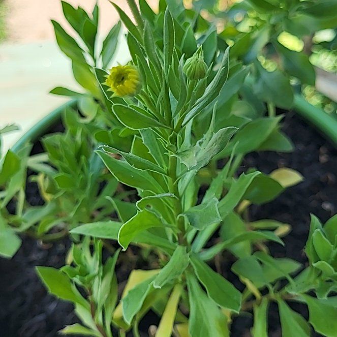 Photo of the plant species African Daisy by @YeahAgave84 named Daisy on Greg, the plant care app