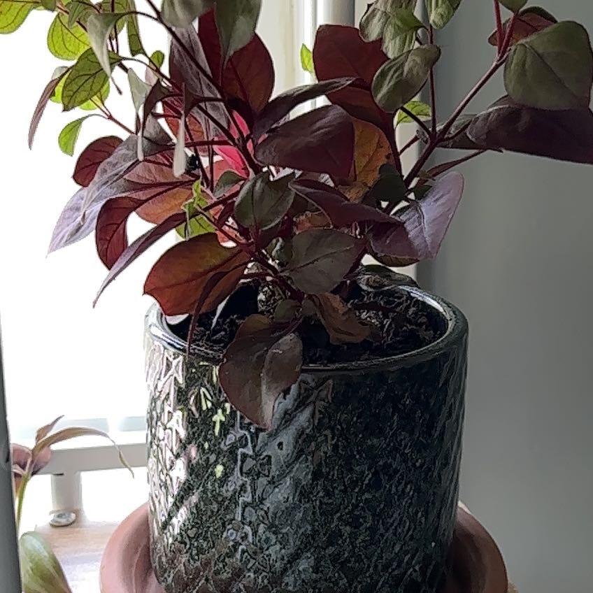 Photo of the plant species Brazilian Joyweed by @wheelofsamsara named Shannon on Greg, the plant care app