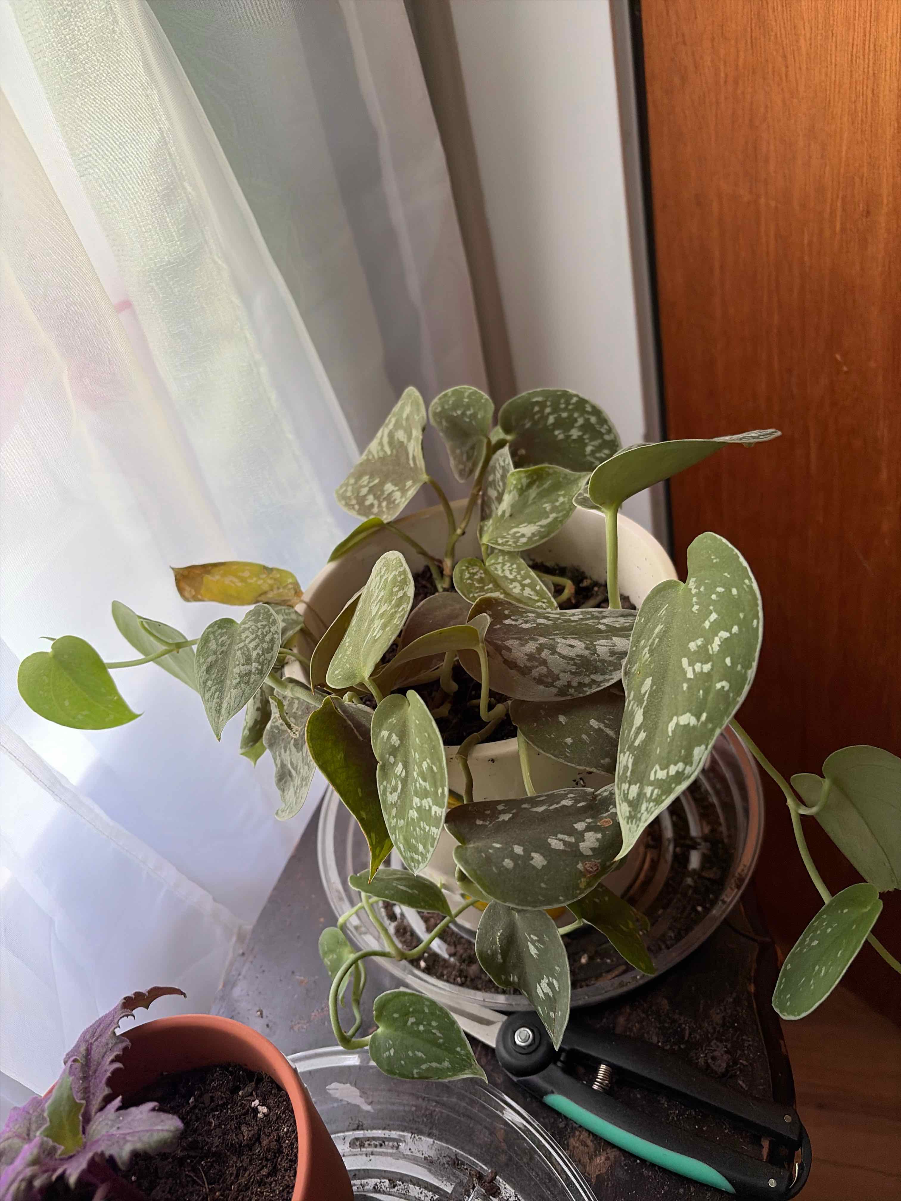 Photo of the plant species Silver Lady by @ZappyBlueech47 named Serene on Greg, the plant care app