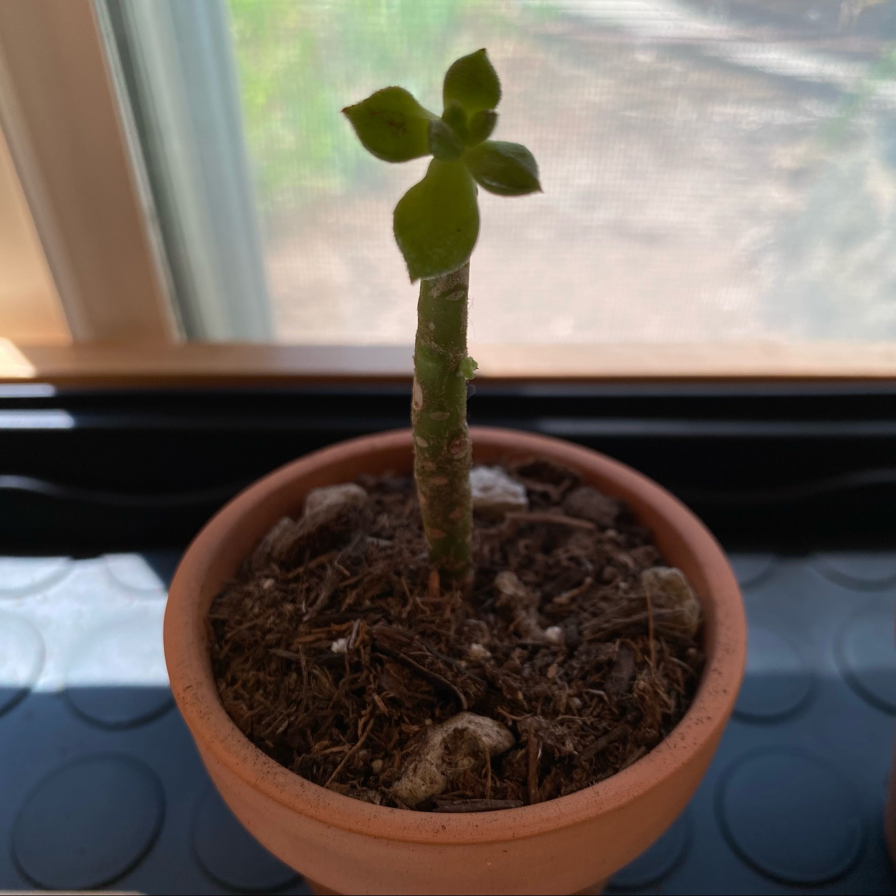 Photo of the plant species Sedeveria 'Letizia' by @nemosomen named Curly on Greg, the plant care app