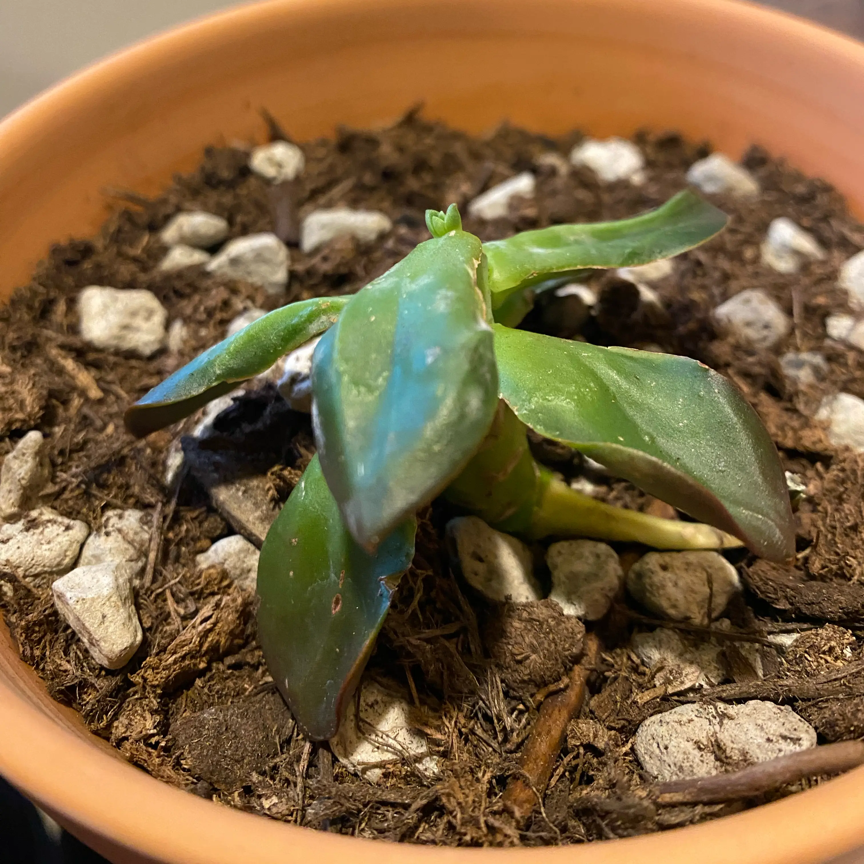 Photo of the plant species Echeveria 'Melaco' by @nemosomen named Duke on Greg, the plant care app